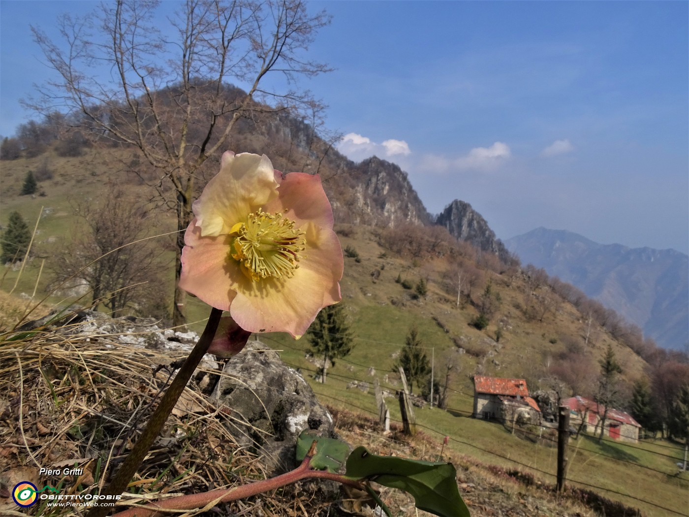 64 Helleborus niger (Elleboro-Rosa di Natale) con vista sul Monte Zucco.JPG